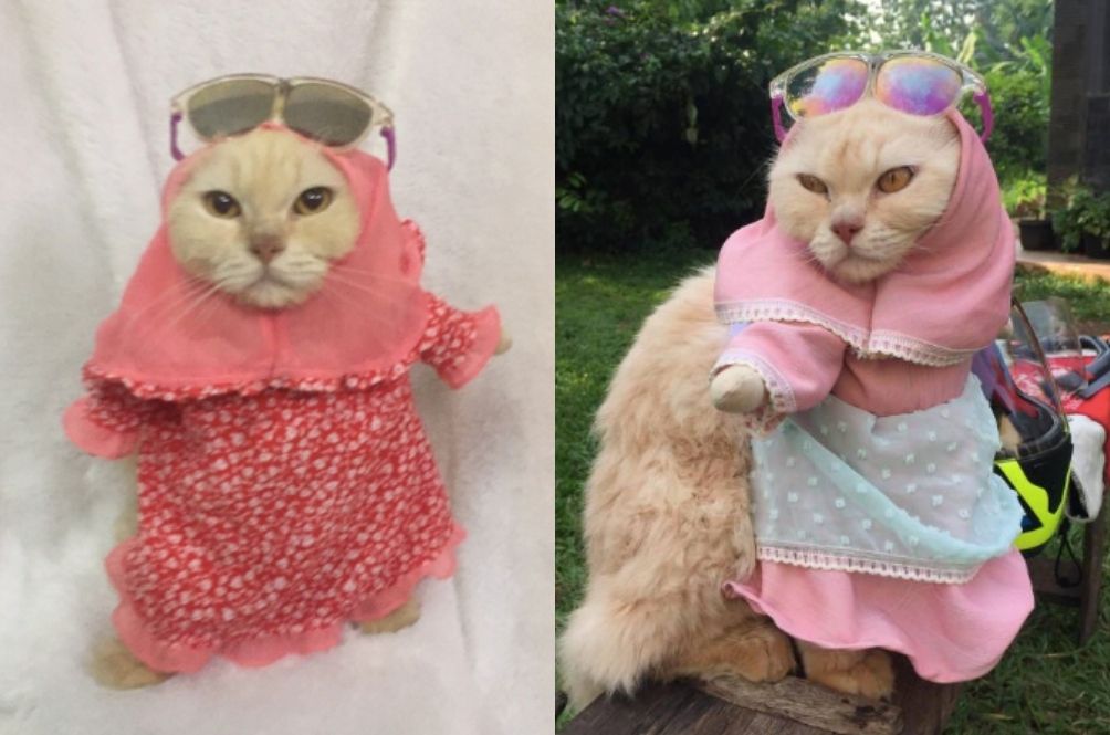 catjab.jpg
