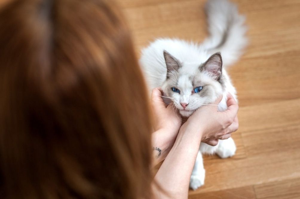 catz-(1)_1.jpg