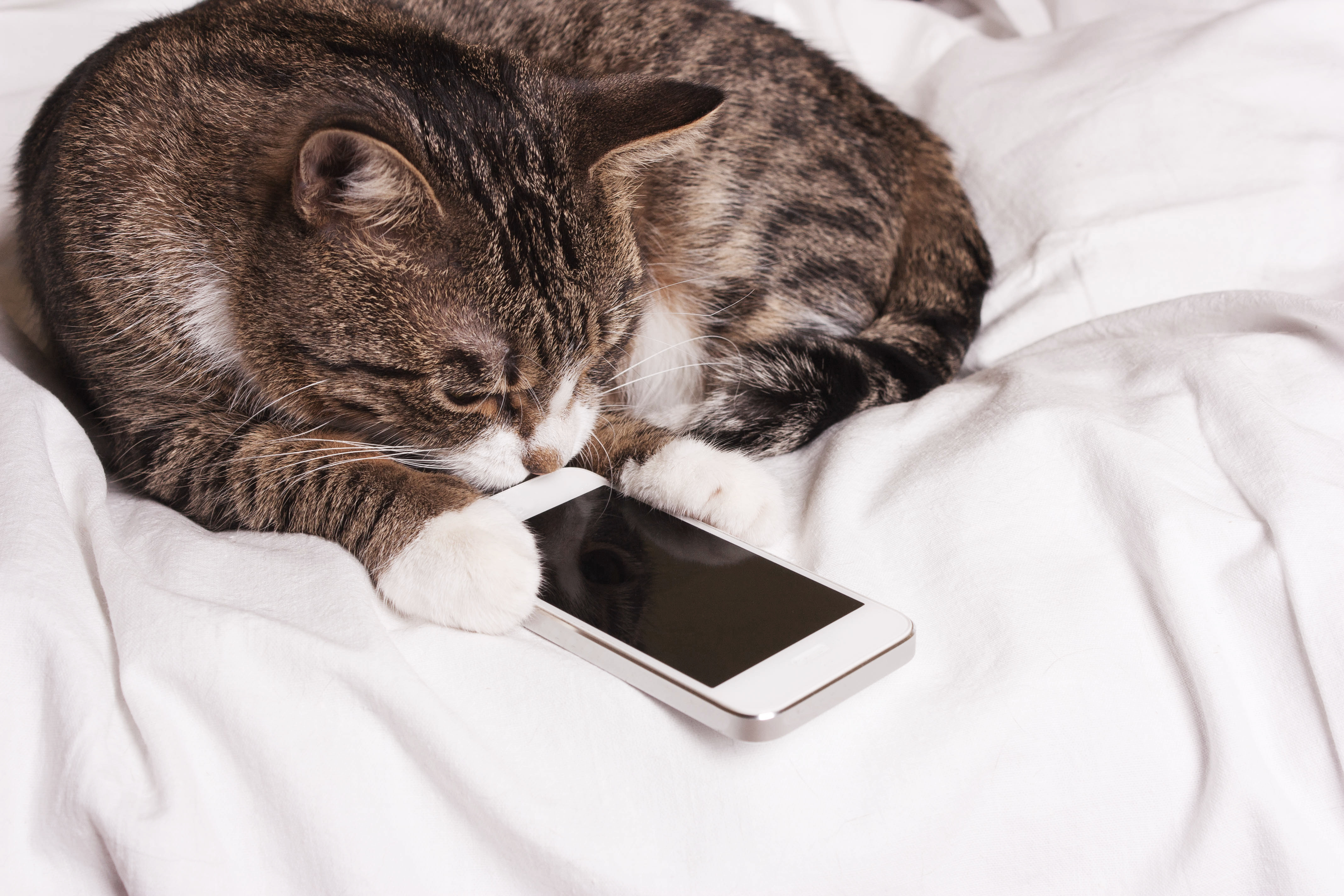 Cats talking in human voice will be the start of world domination as you know it.