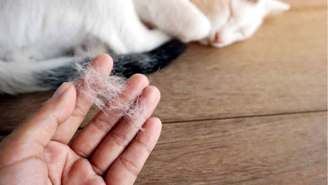 Every cat owner's nightmare.