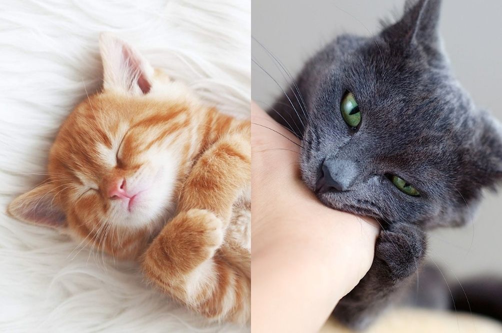 kitty.jpg