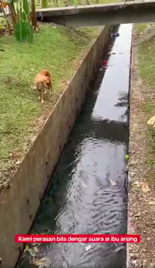 The poor mom dog.