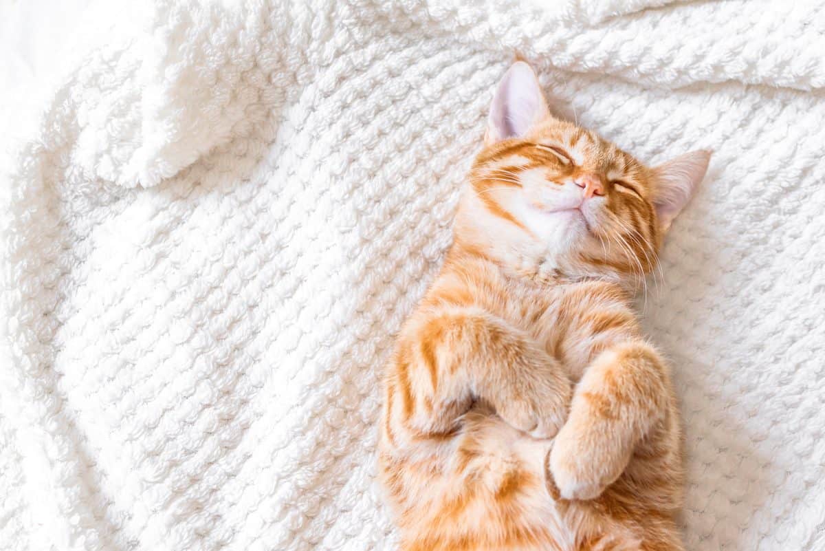 So fluffy!