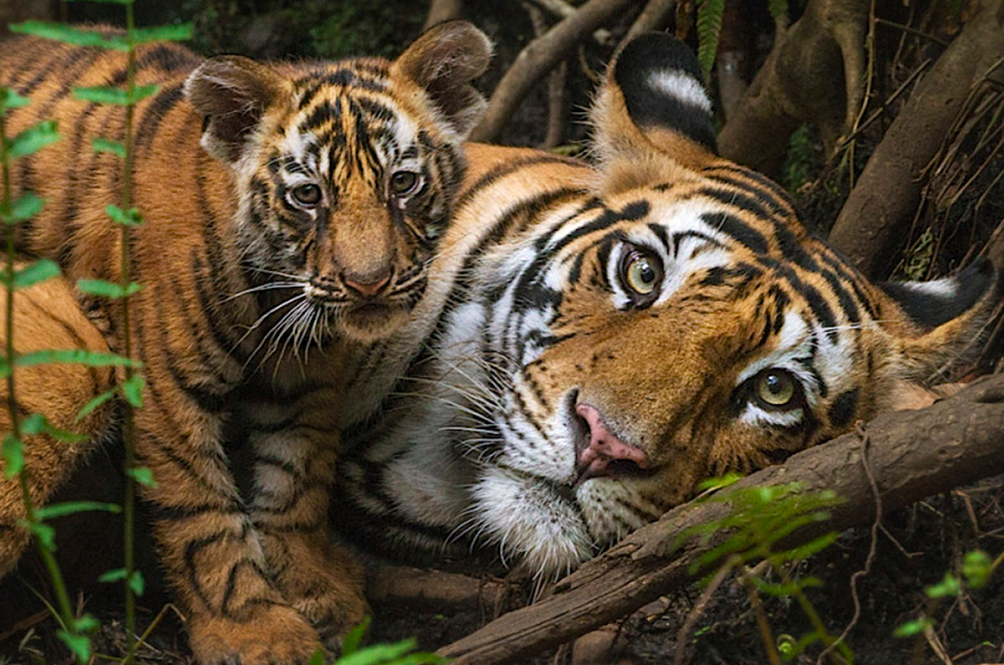 tiger.jpg