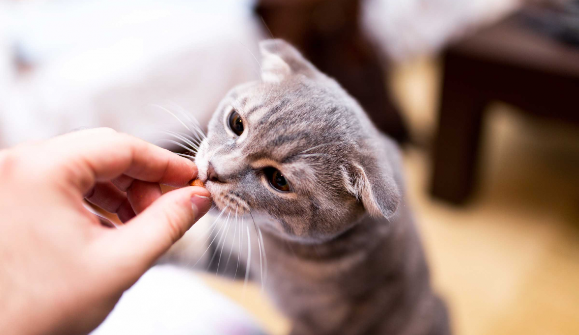Cats go crazy for treats!