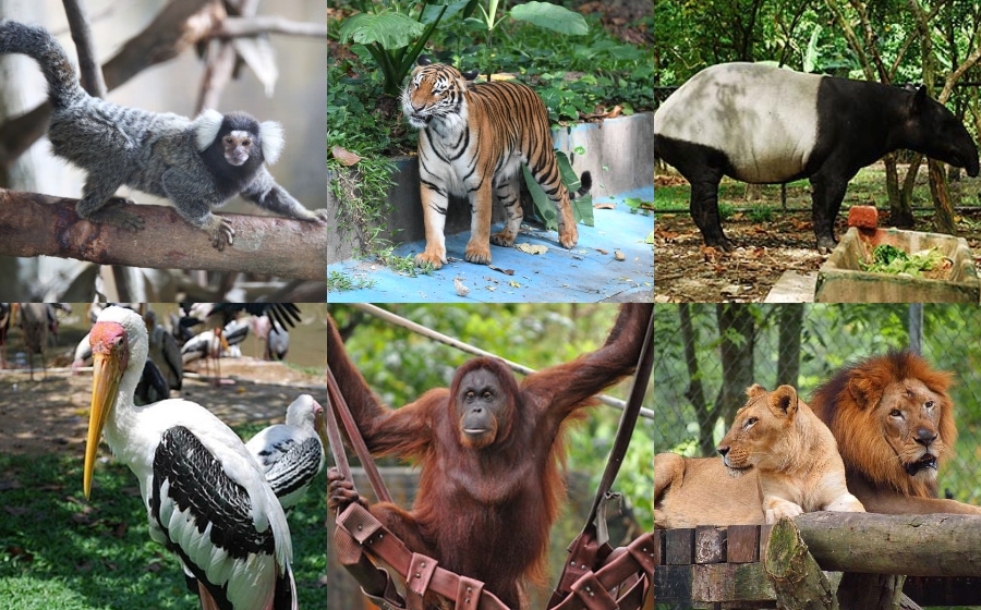 zoo.jpg