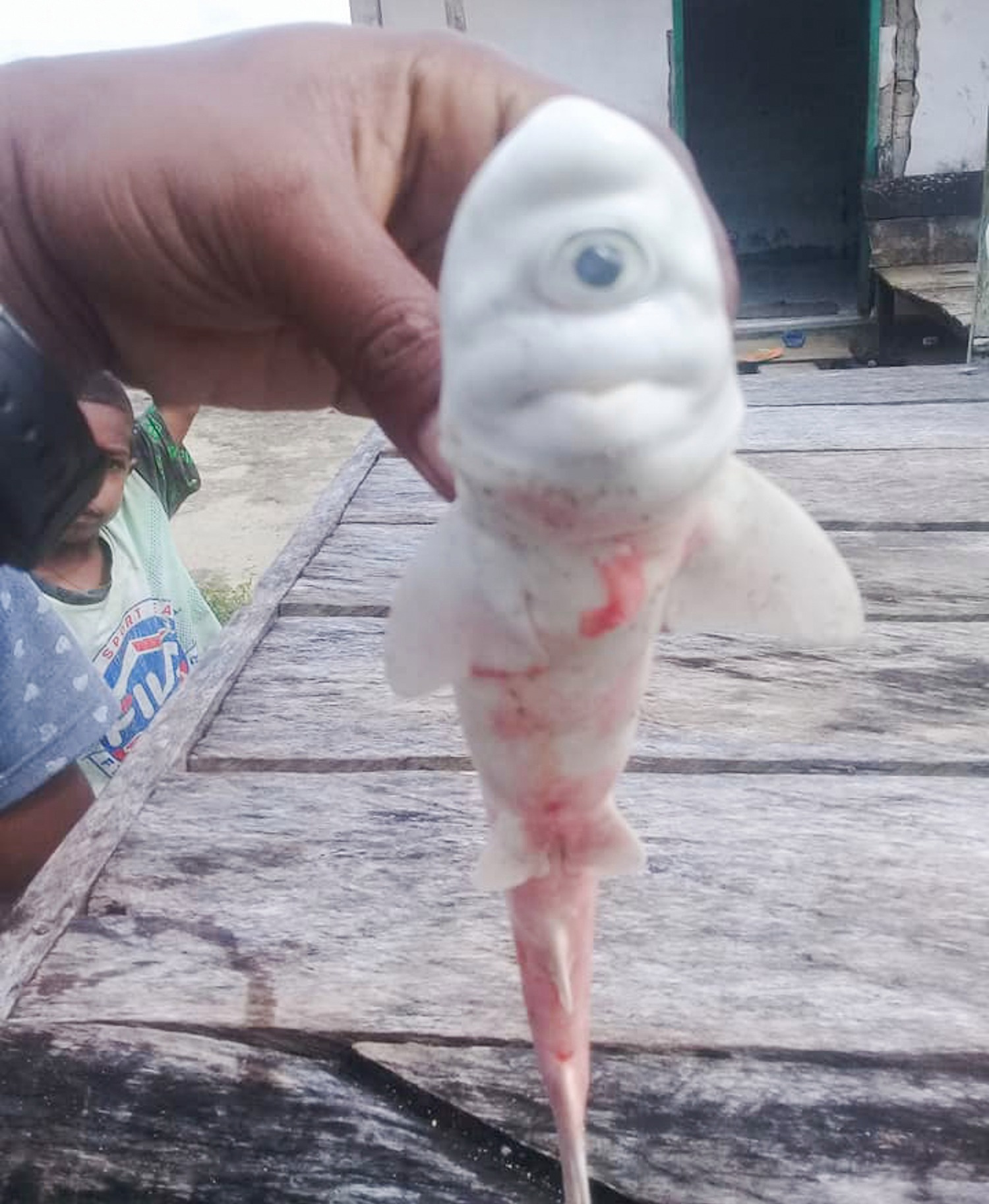The baby shark was found in the mother's belly.