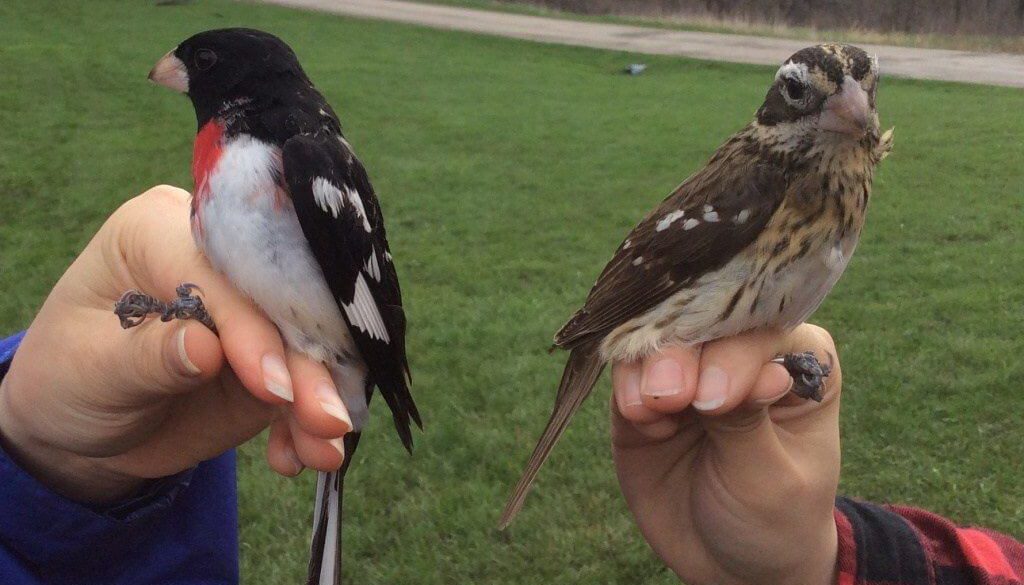 Male and female Rose-breasted Grosbeaks
