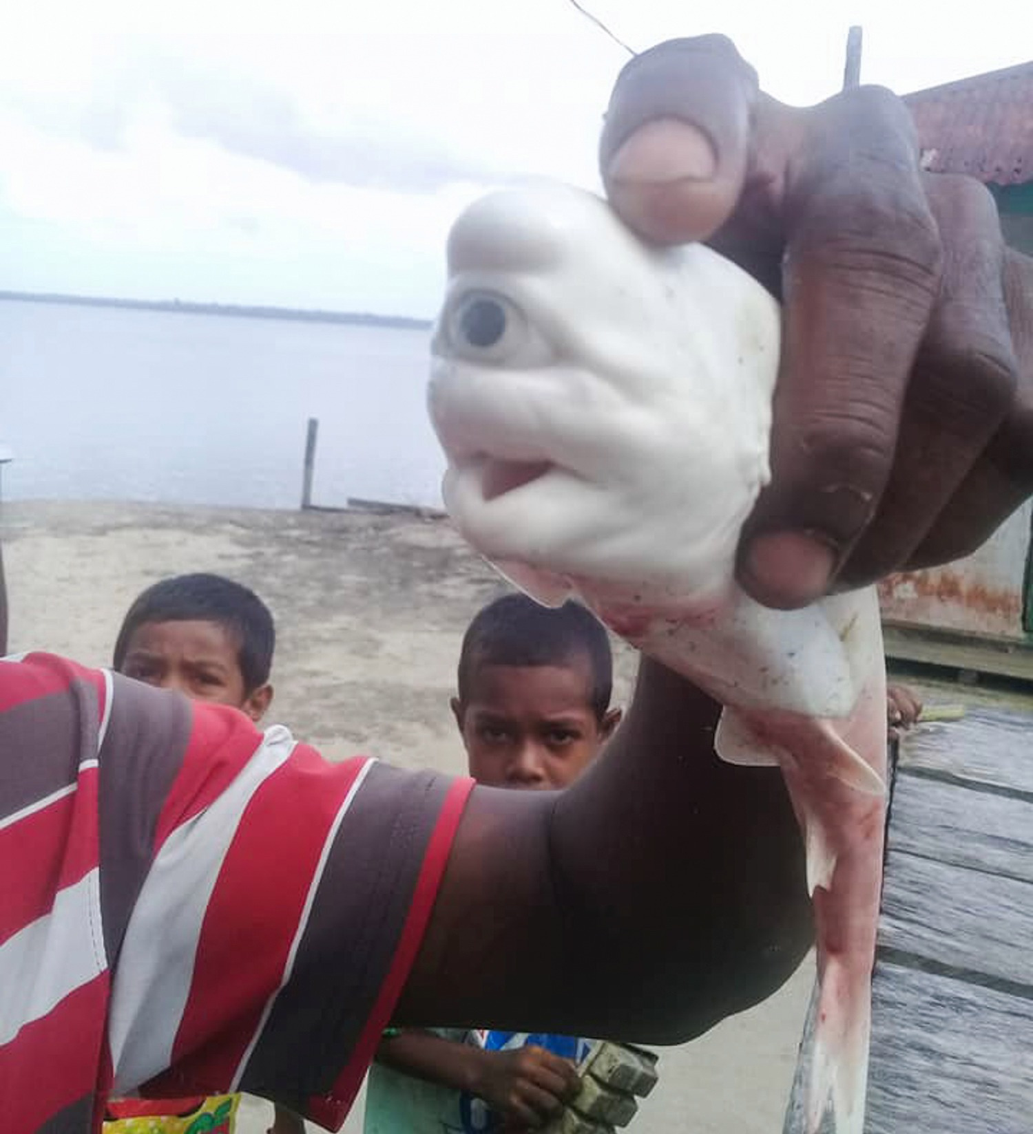 It was dead when the fishermen found it.