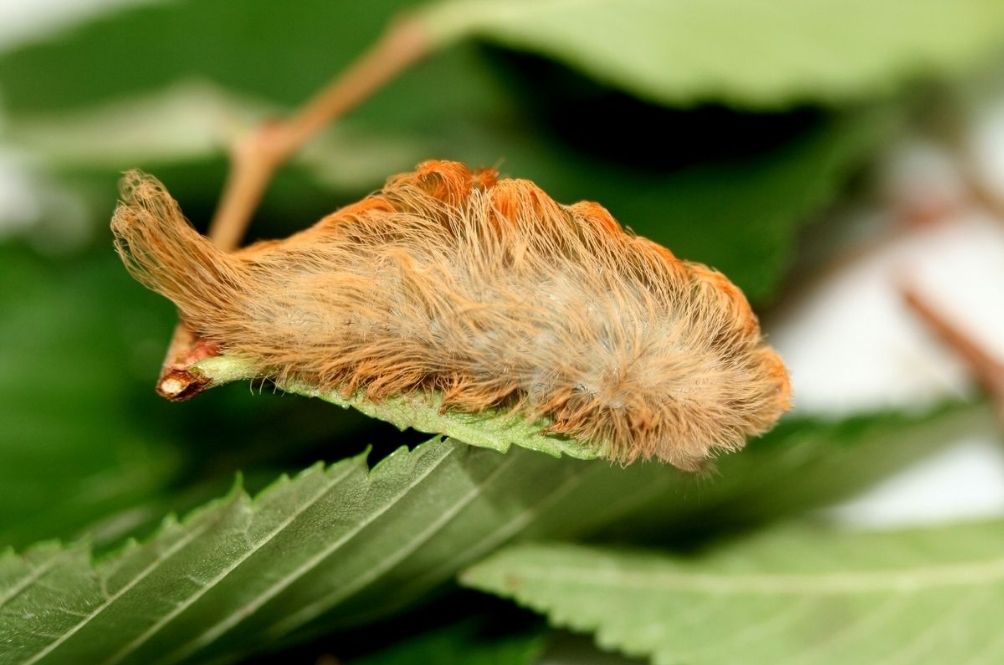 caterpillar.jpg