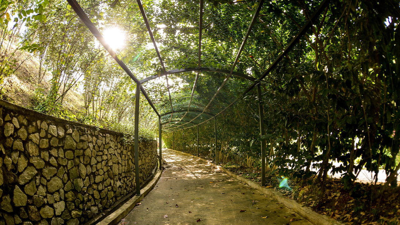 Tara Walk