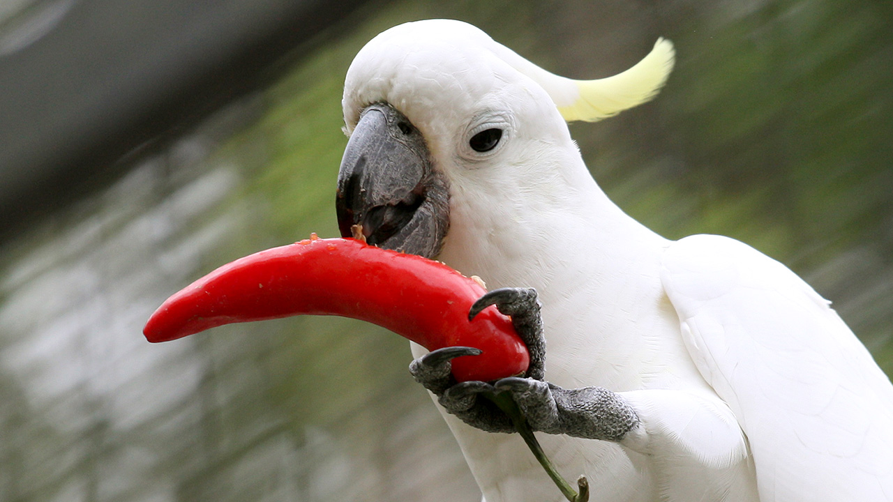 Incidentally, Kechara also has an aviary filled with rescued birds