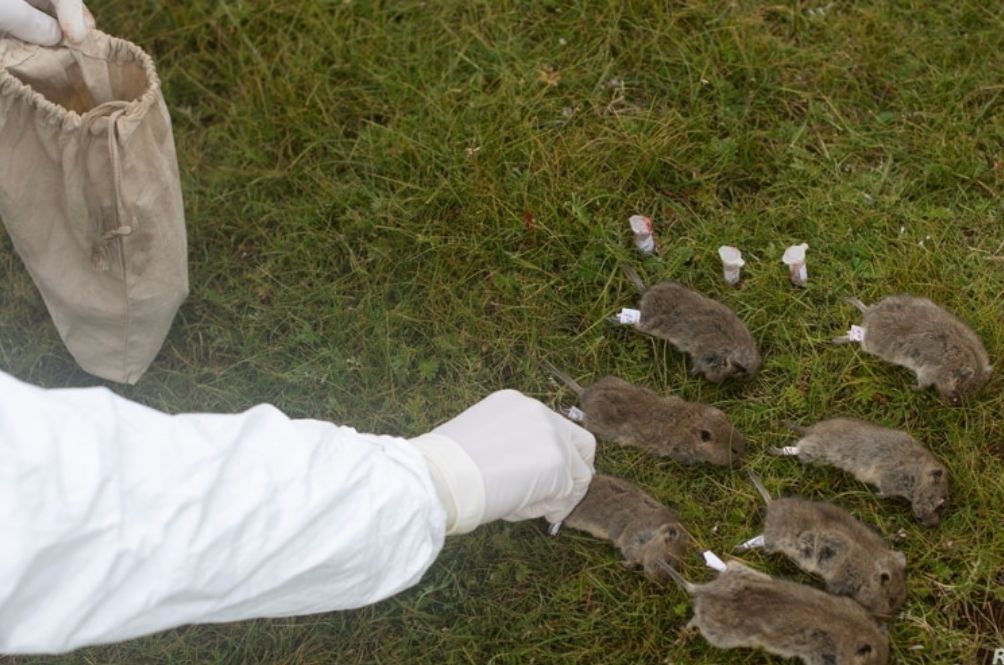 rabbit-(1).jpg