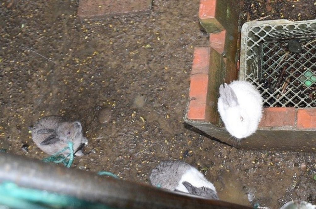 rabbit.jpg