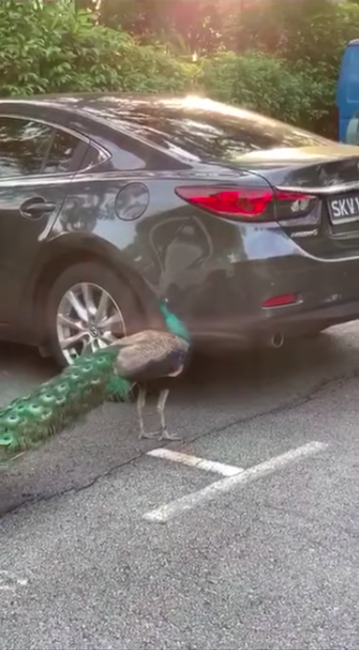 'Watchu looking at'?