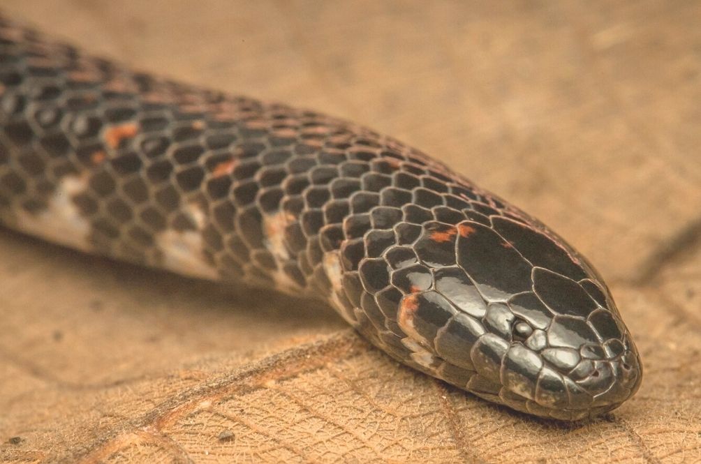 snake.jpg