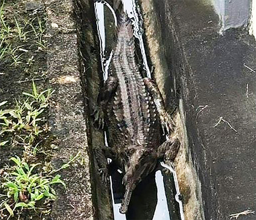 Hey, I'm a gharial.