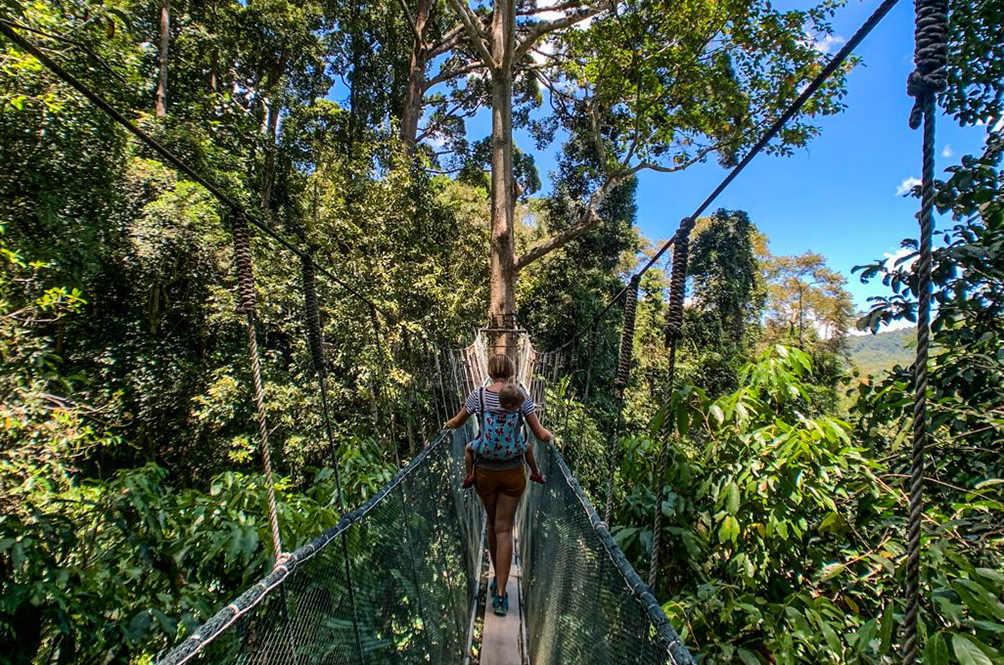 canopy-2-1350x680.jpg