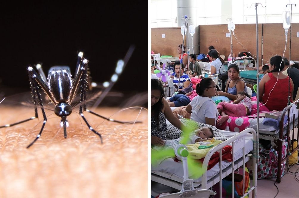 dengue.jpg