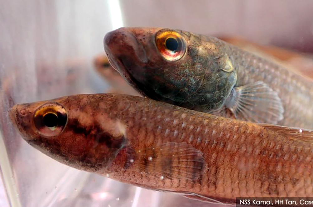 fish_1.jpg