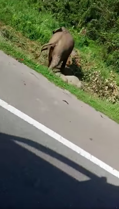 We feel so sad for the momma elephant :'(