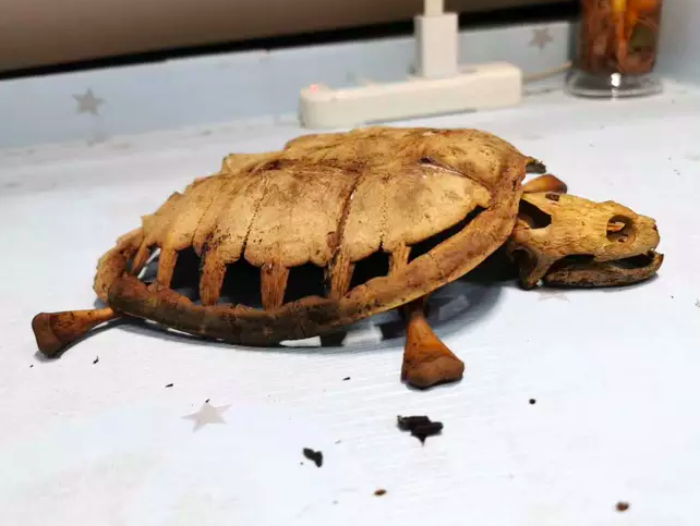 This is what remains of the poor turtle.