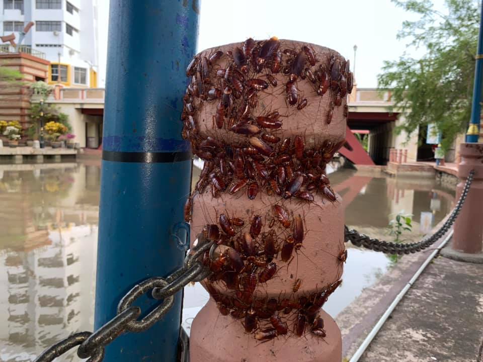 Creepy crawlers