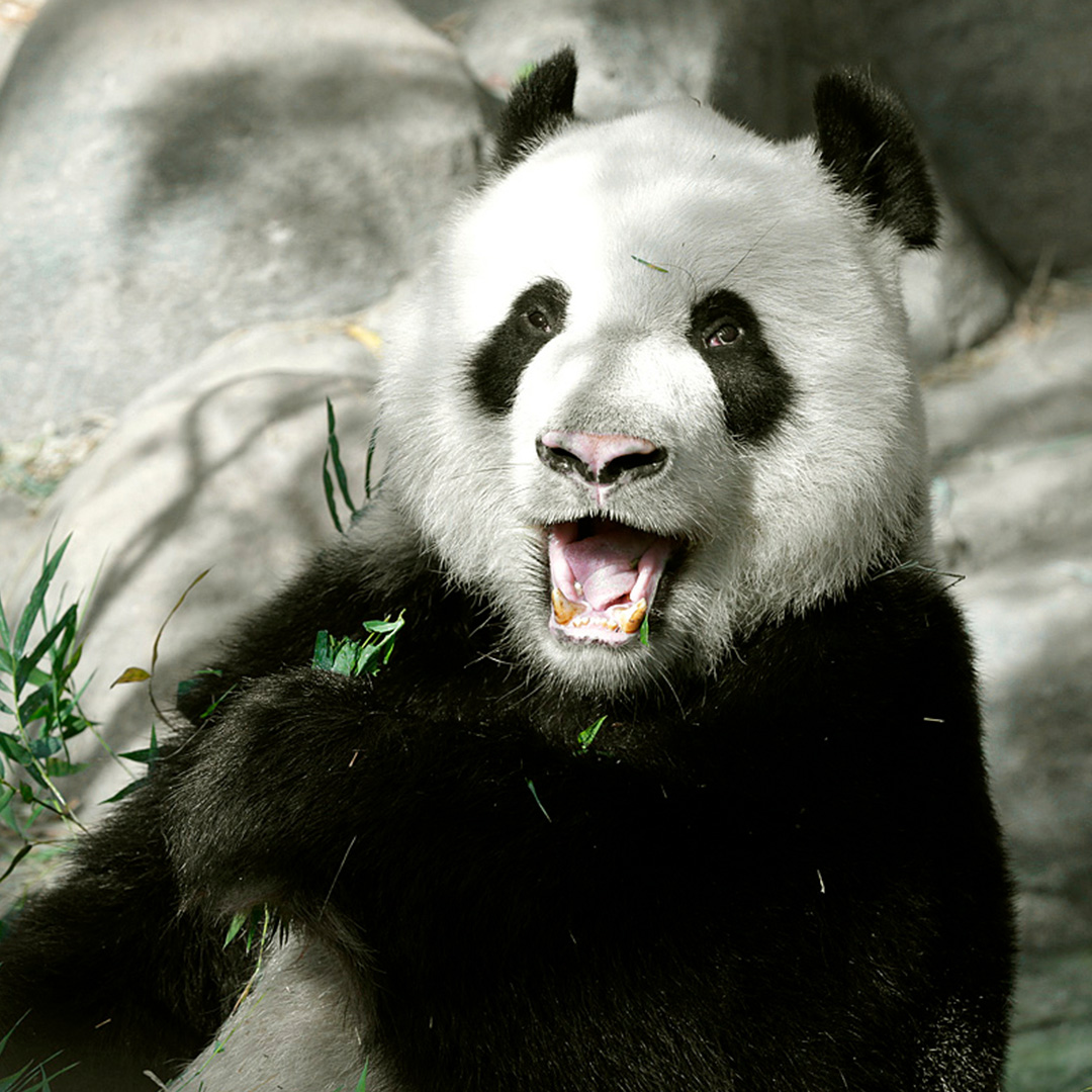 Wildlife Reserve Singapore FB The dad looks happy