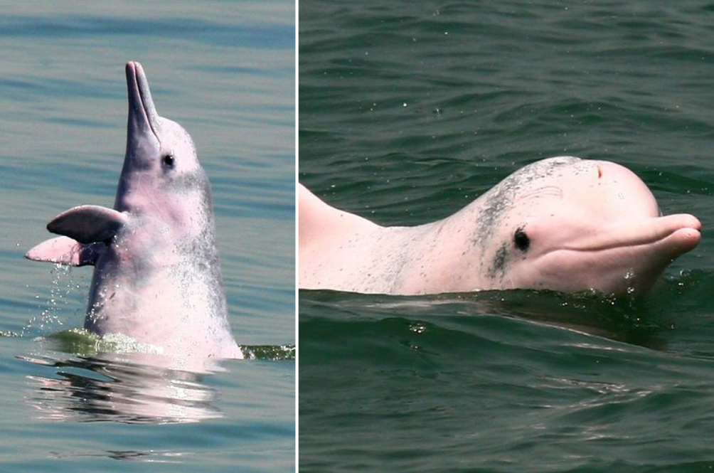 dolfin.png