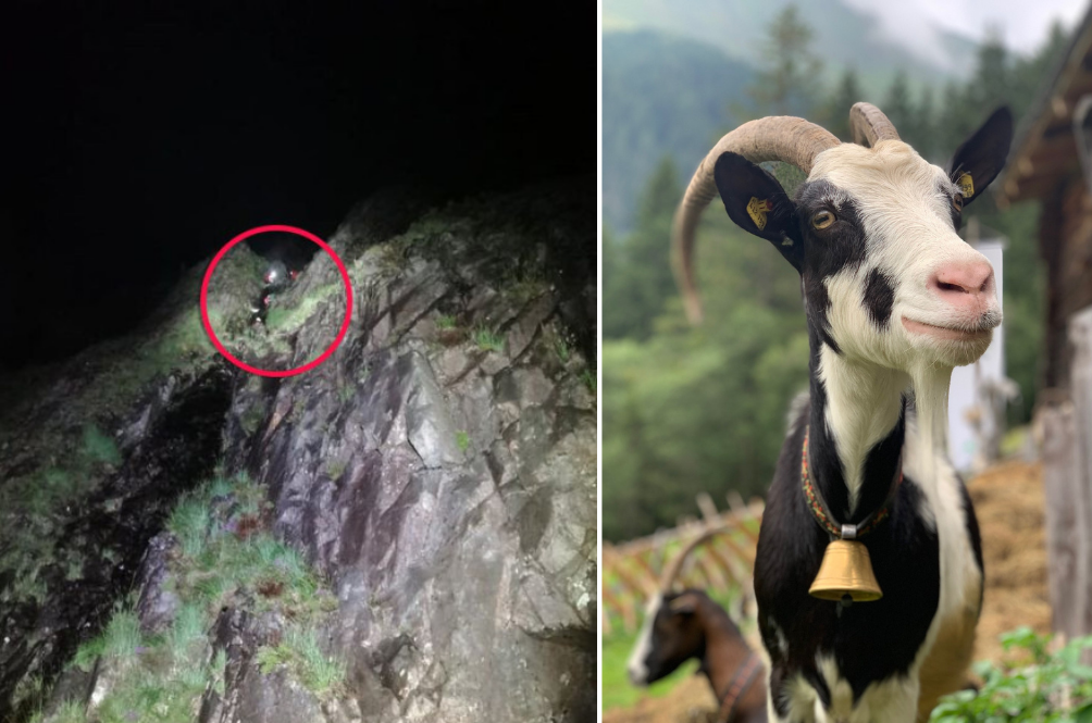 goat.png