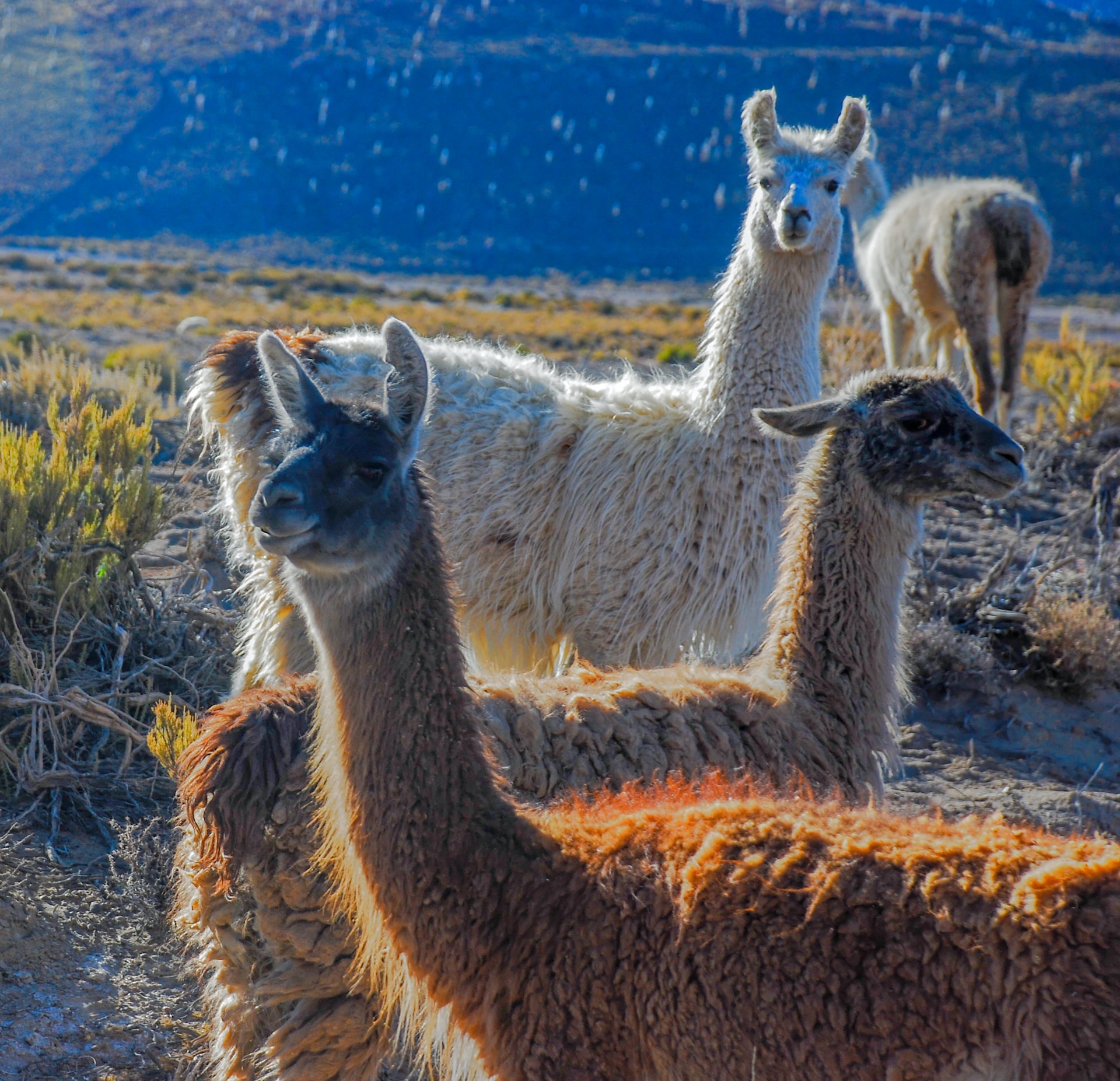 Llamas are our heroes!
