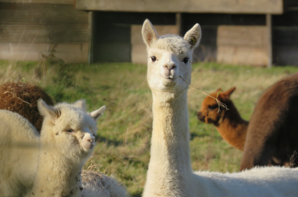 llama.png