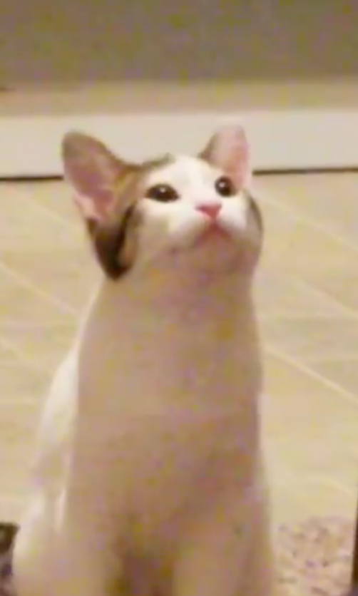 Say hello to Oatmeal.