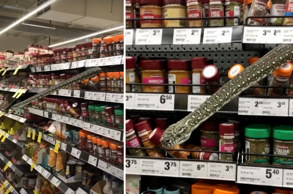 snek.png