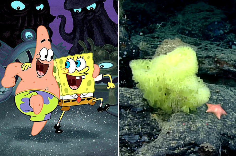 sponge.jpg