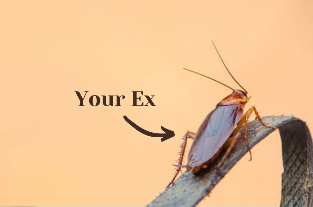 cockroach.jpg
