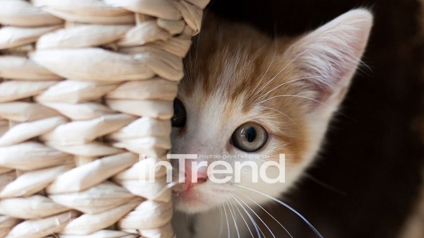 intrend-kucing-main.jpg