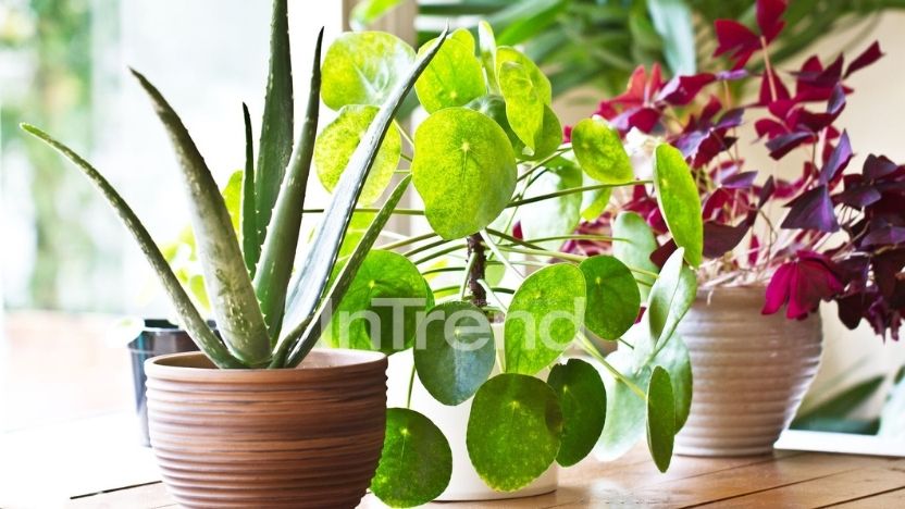intrend-pokok-main.jpg