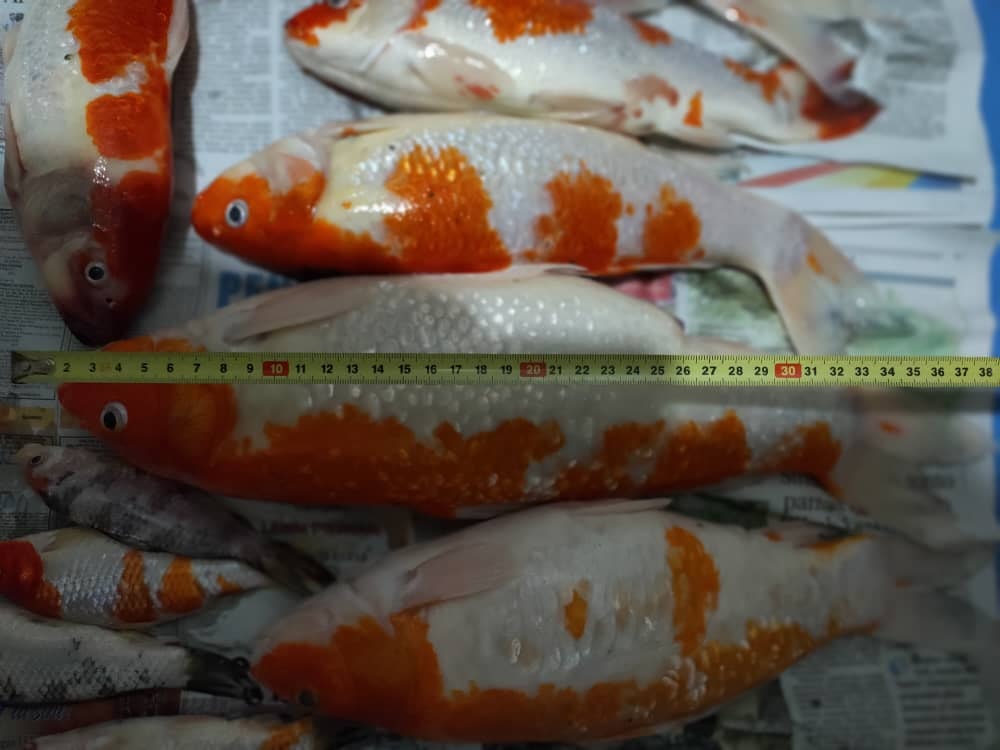 That's a pretty long fish.
