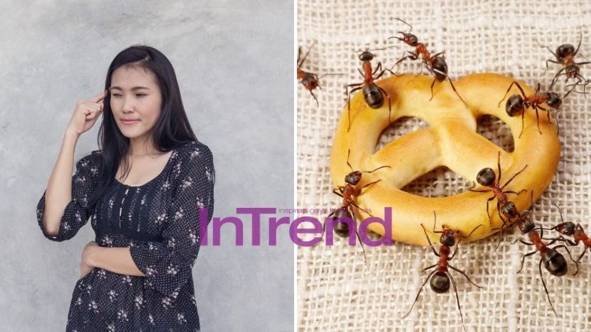 intrend-main-semut.jpg