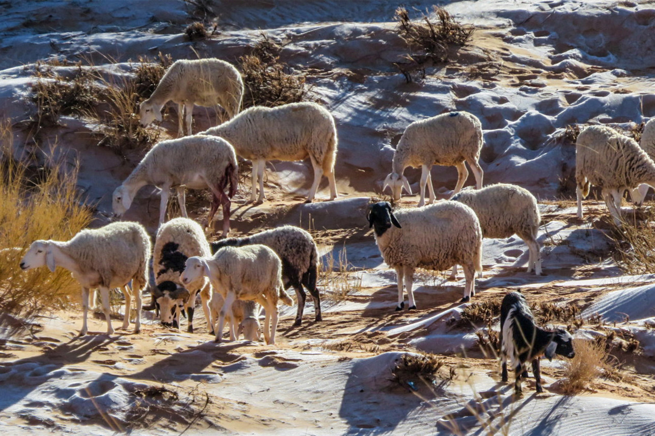 Karim Bouchetata/Bav Media Sheep enjoying the snow.