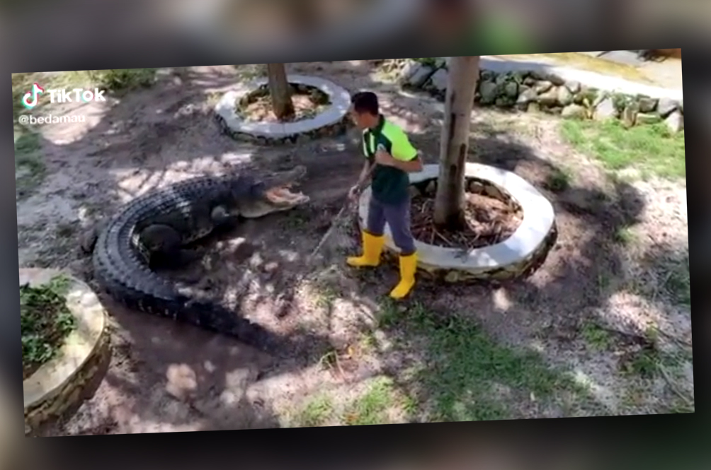croc.jpg