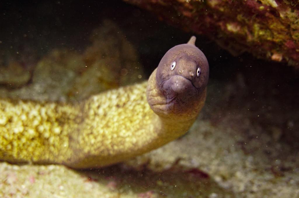 eel.jpeg