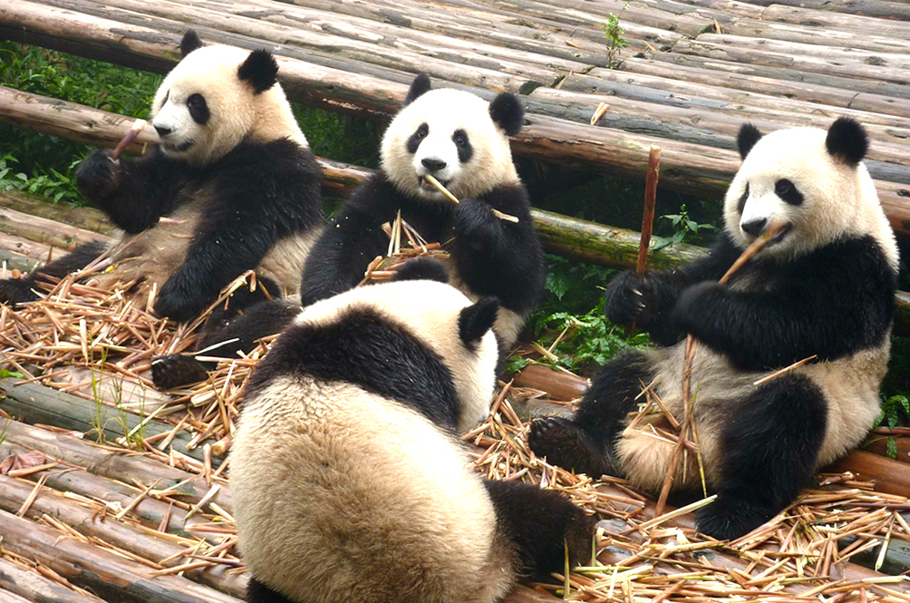 panda-317980_1280.jpeg