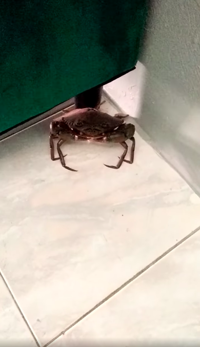 'Please lemme go!'