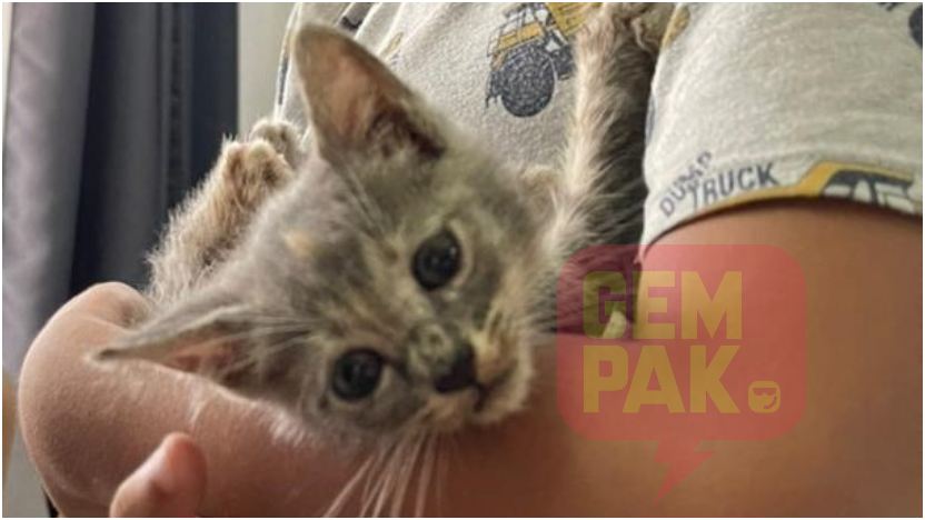 tips-anak-kucing.jpg