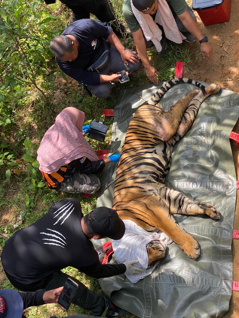 Rescuing the big cat.
