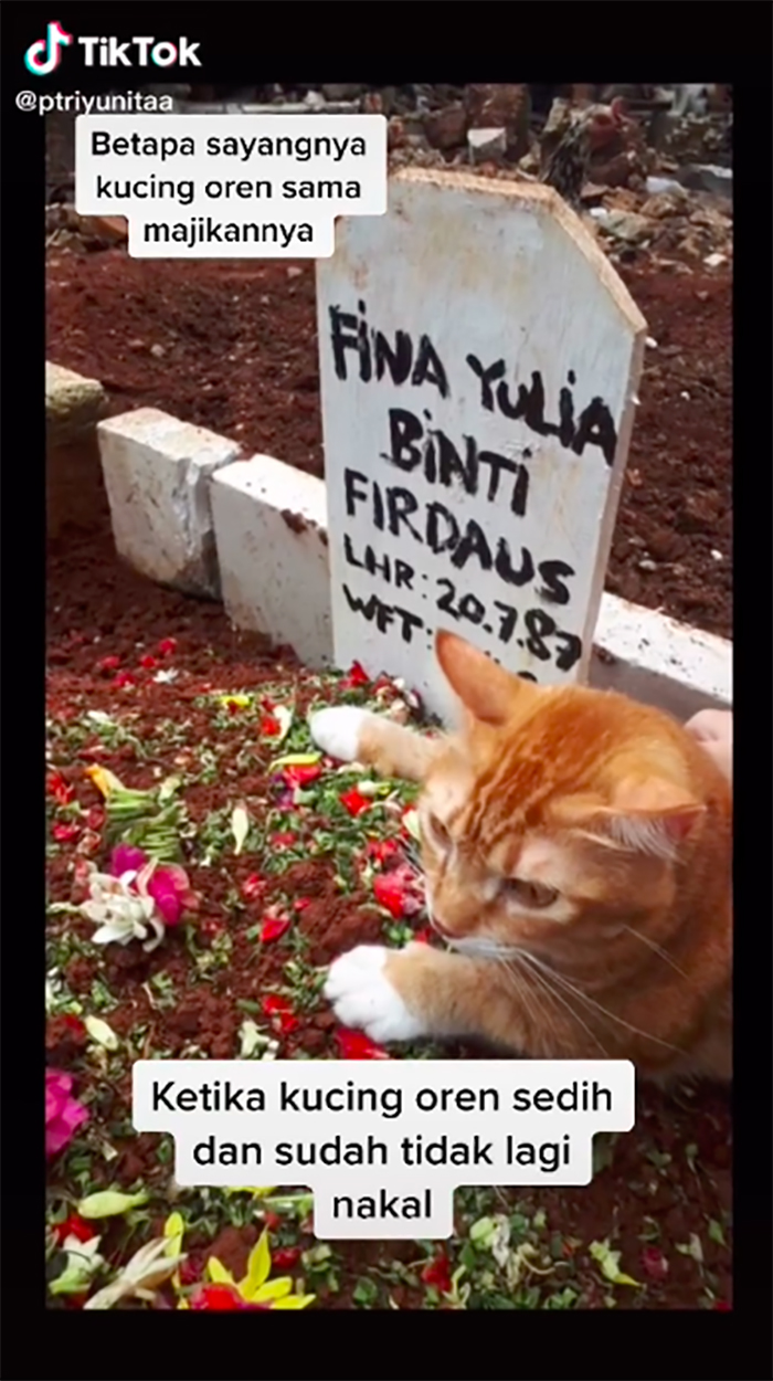 TikTok/@ptriyunitaa The cat stops crying when it sits on its owner's grave.