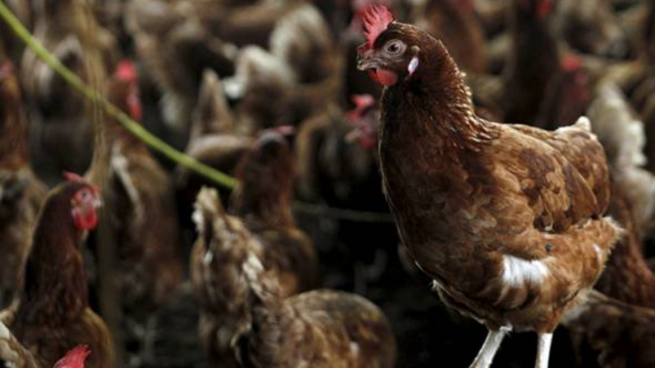 ayam-header.png