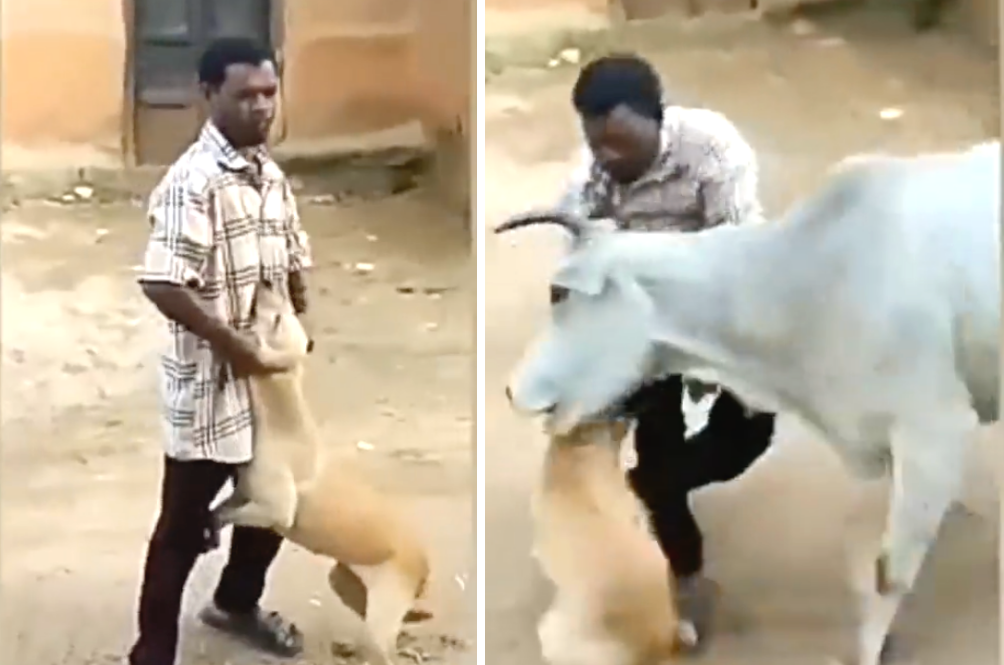 cow.png
